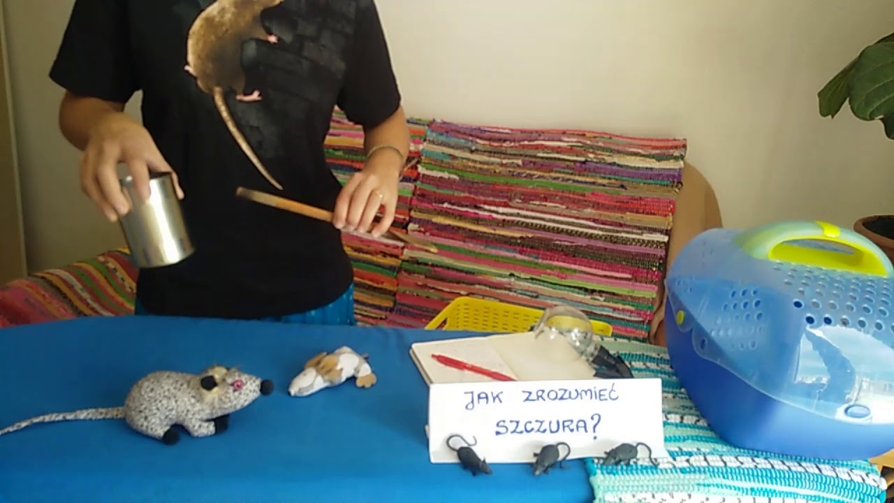 ŁĄCZENIE SZCZURÓW cz. II - ZACHOWANIA