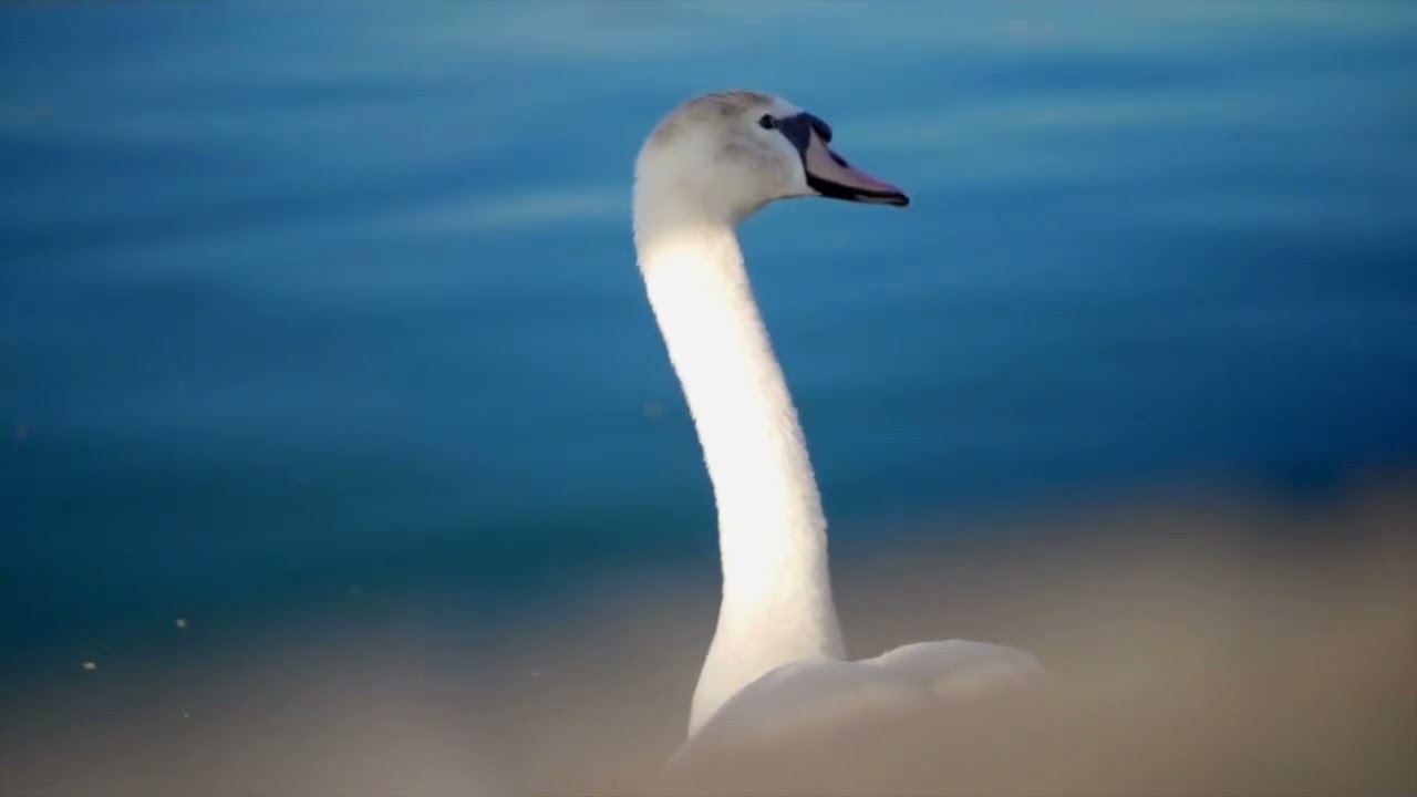 Beautiful Quran Verses Recitation | Elevate Your Soul and Calm Your Mind@ZenZooAdventures