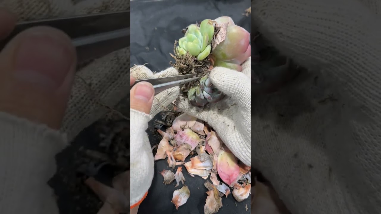 Succulent Growing Guide in 4K | Sunlight Tips for Healthy Plants