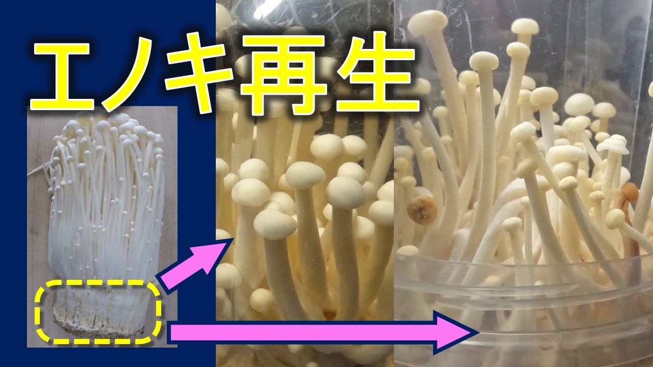 エノキ再生栽培　石突の一部からの再生　#エノキ,#再生栽培,#水耕栽培,#エノキダケ