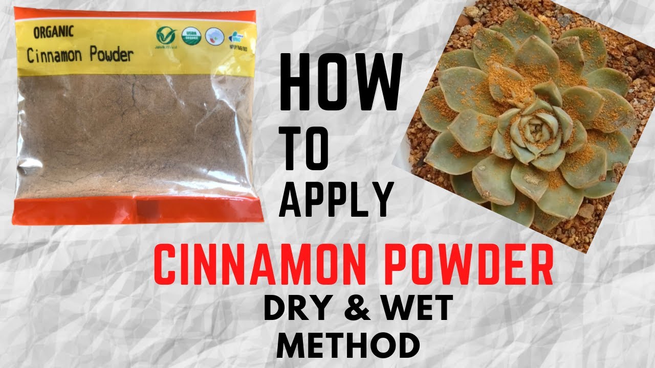 || HOW TO USE CINNAMON POWDER ON SUCCULENTS || DRY & WET METHOD ||