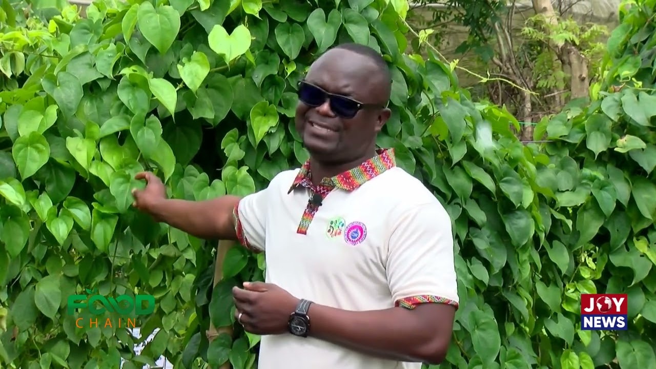 Conserving Ghana's neglected and underutilized crops  | Food Chain