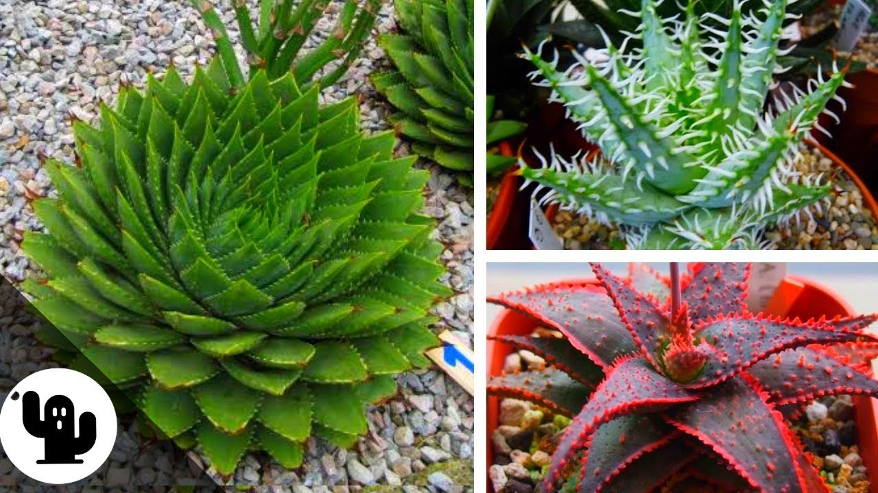 35 Tipos De Aloe