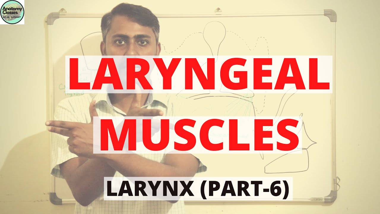 LARYNGEAL MUSCLES (LARYNX PART 6)