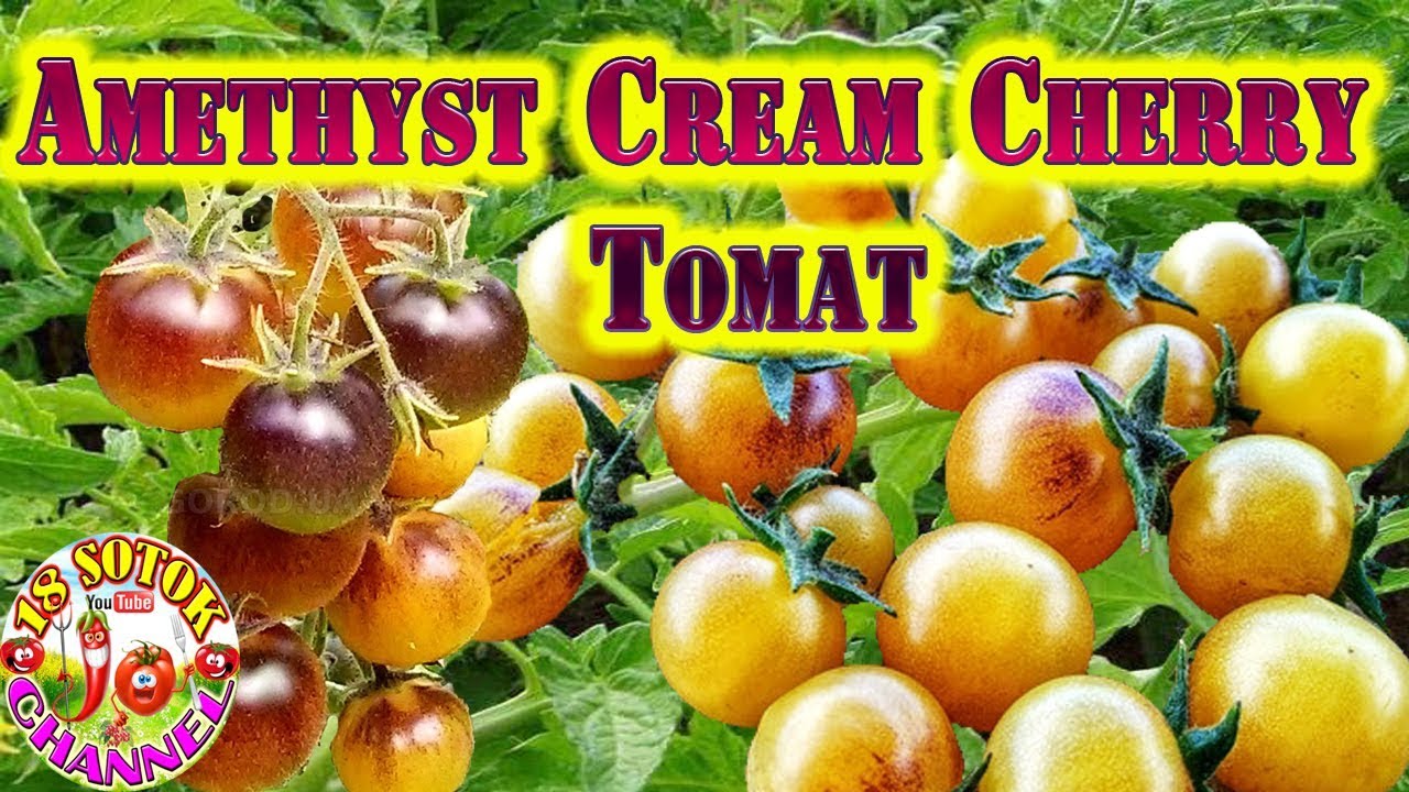 Томат Вишня кремовый аметист (Amethyst Cream Cherry)