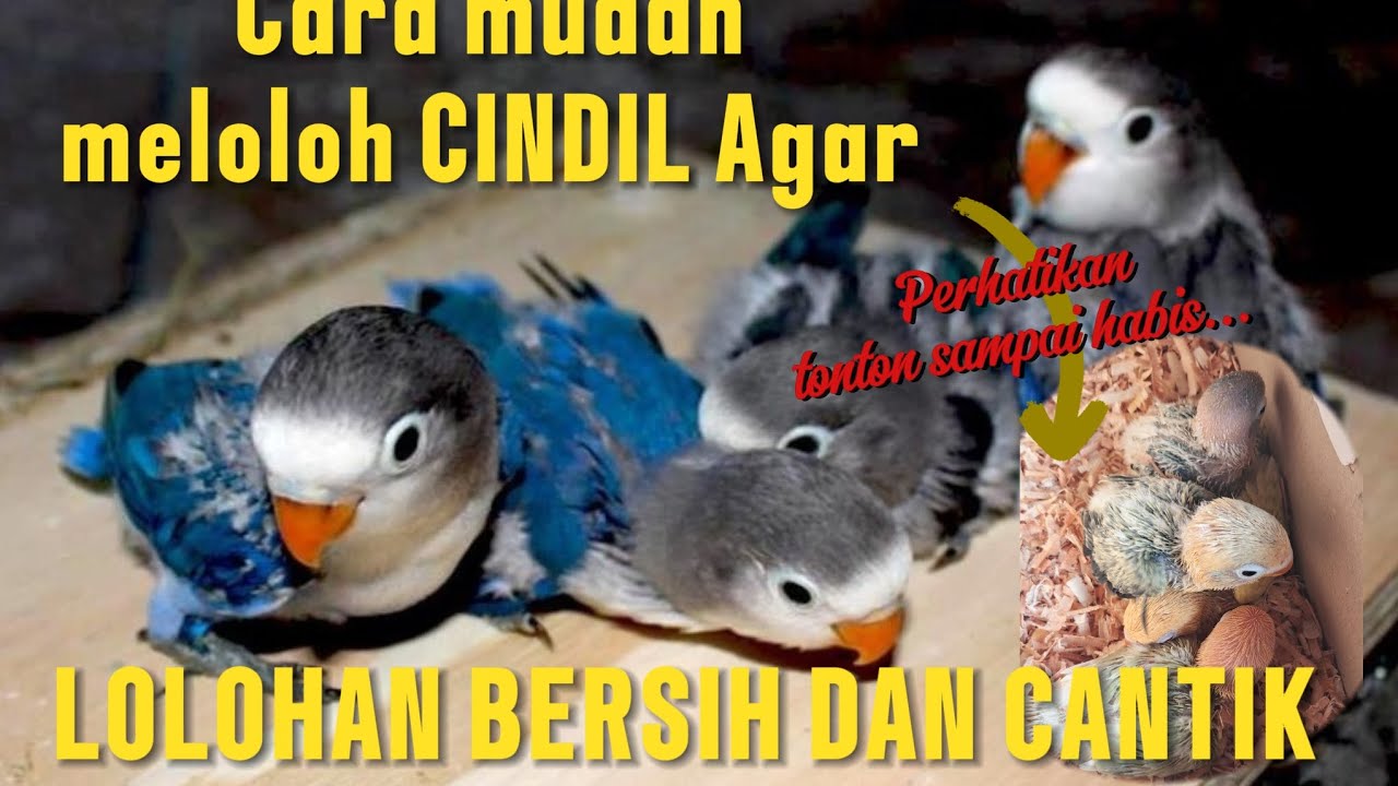CARA MUDAH MELOLOH CINDIL AGAR BERSIH DAN CANTIK,TONTON SAMPAI HABIS
