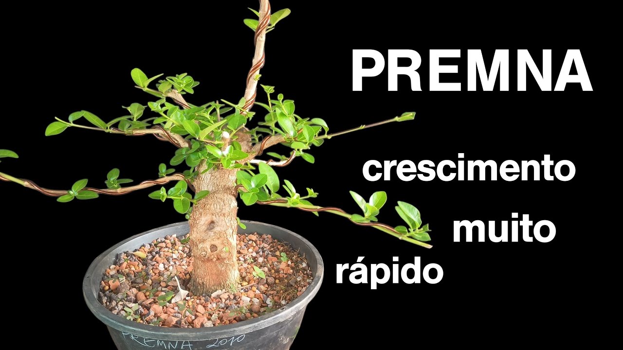 PREMNA, rápido crescimento, sonho de muitos bonsaistas 