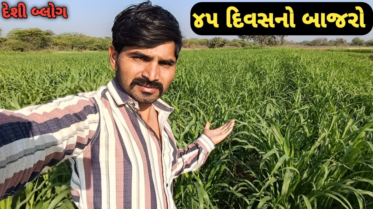 45 દિવસનો બાજરો થયો || ગુજરતી દિનચર્યા વીડીયો ||#vlog #farming #villagerlifestyle