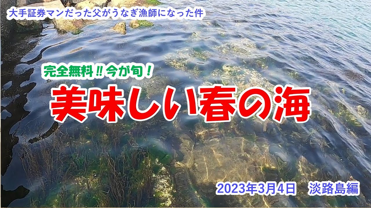 【美味しい春の海】淡路島でワカメ、磯もの採り　2023年3月4日