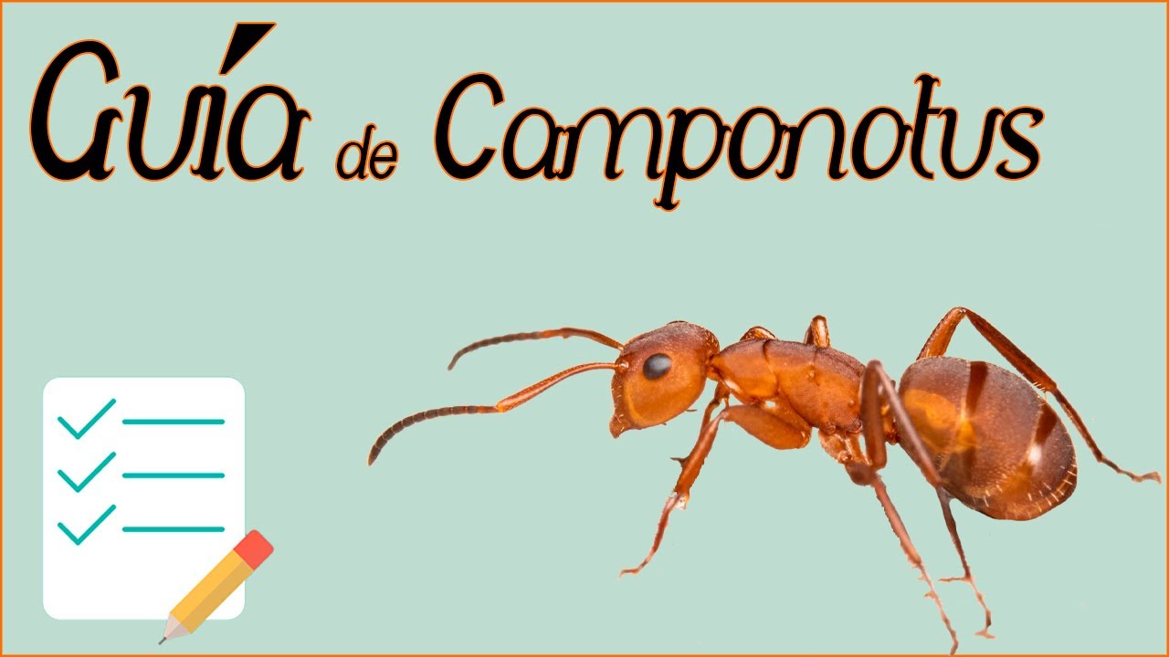 Como criar hormigas Camponotus desde Cero!!!