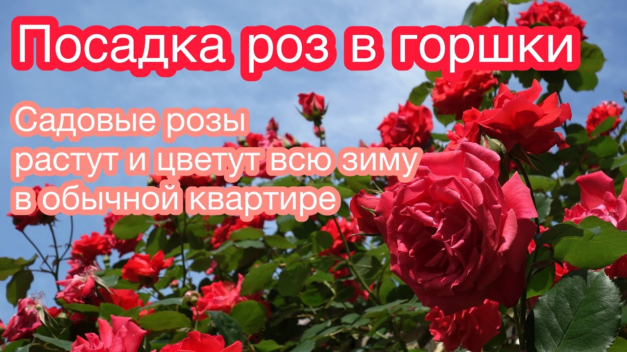 ВОТ ТАК Я САЖАЮ РОЗЫ! Выращиваю садовые розы в обычной городской квартире зимой.