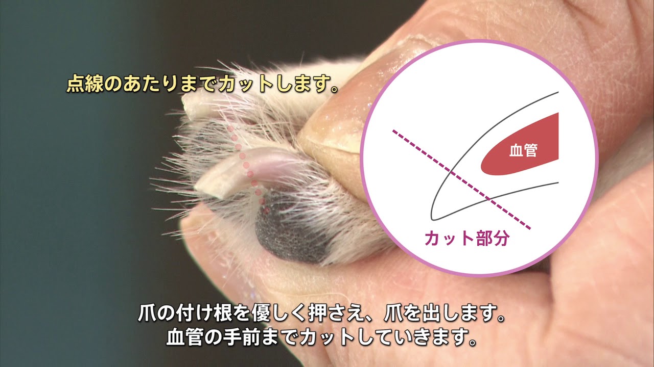 動物病院併設トリミングサロンのトリマーによる「愛犬の爪切り動画（短毛犬）」
