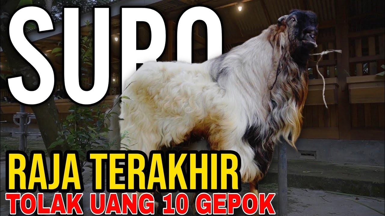 MATI, TINGGAL SURO YANG EKSIS DI LETTING NYA - KKTV