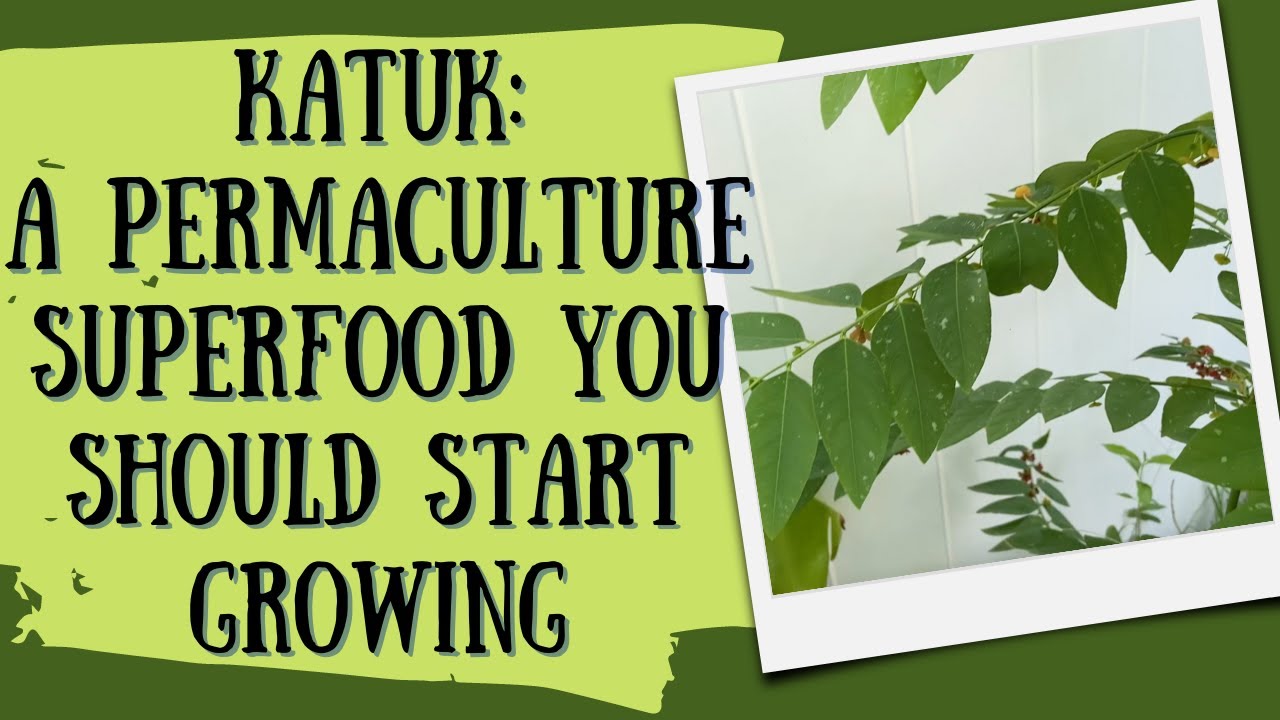 Katuk A Permaculture Superfood You Should Start Growing| Food Forest