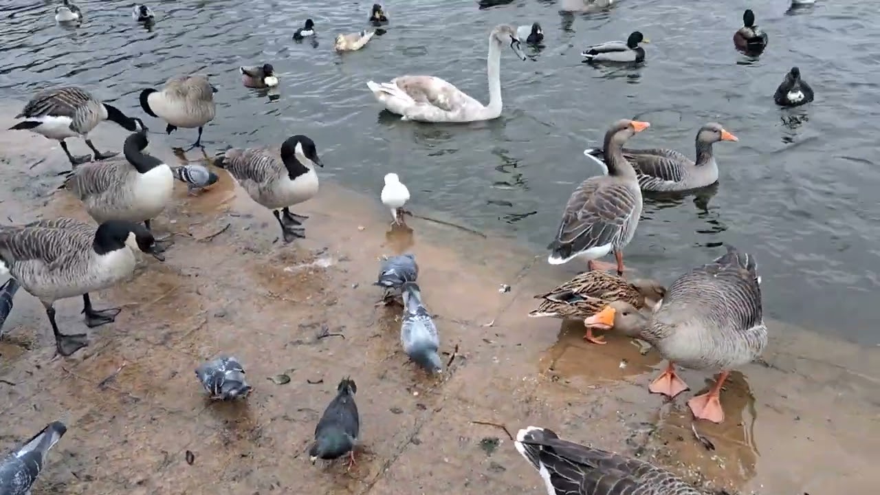 Days out with Guy*Cleethorpes boating lake 13th February 2026*