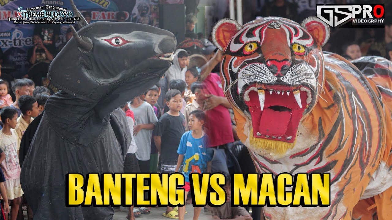 BANTENG VS MACAN X-TREME BUDOYO LIVE GRINGSING
