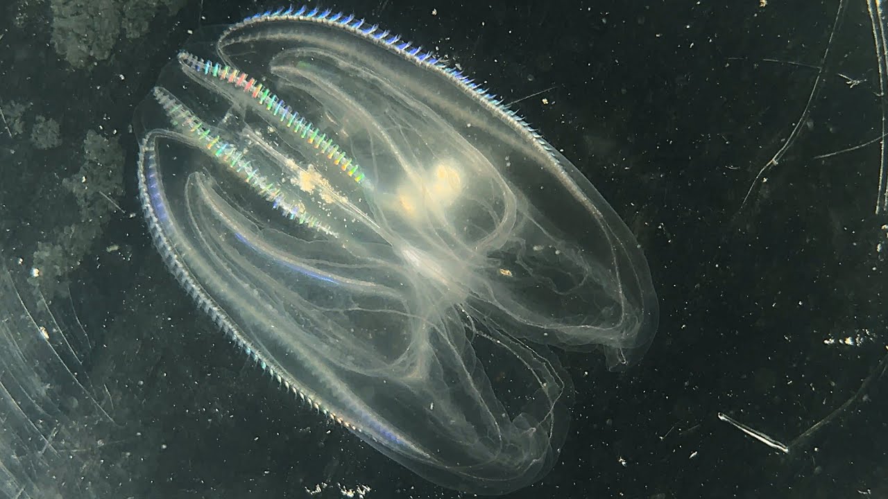 The Most Mesmerizing Creature in the Sea?