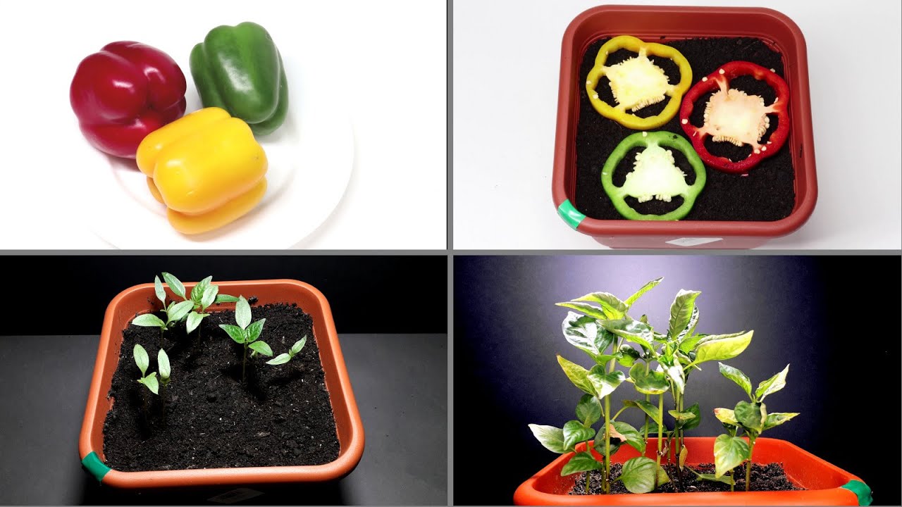 Pepper growing time lapse - 40 days