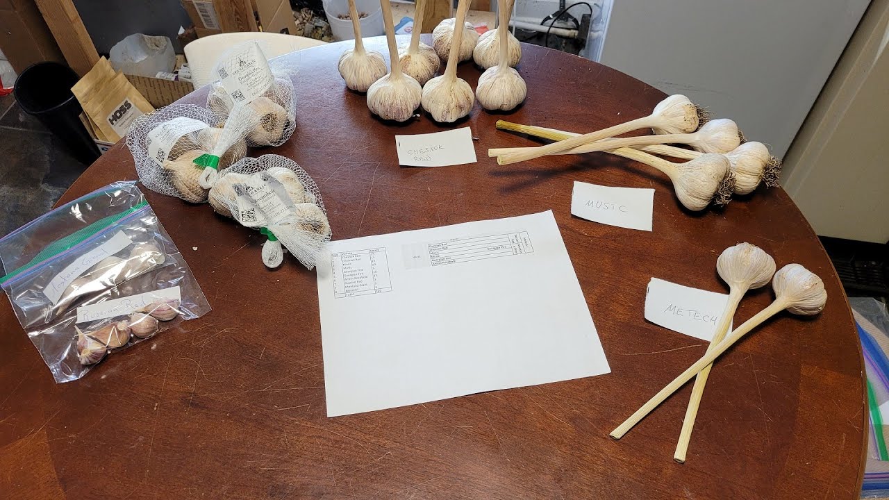 Growing Garlic for the 2024 Growing Season - Zone 5