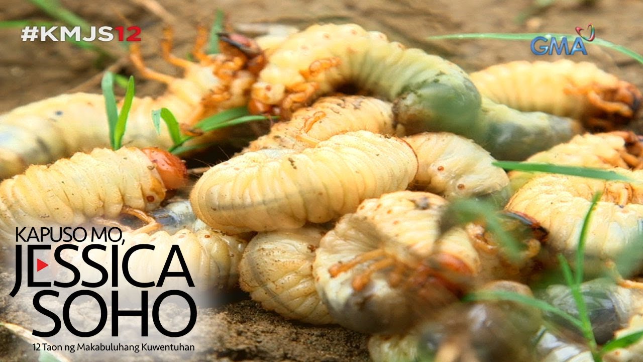 Kapuso Mo, Jessica Soho: Pinoy exotic foods, yummy o yucky?