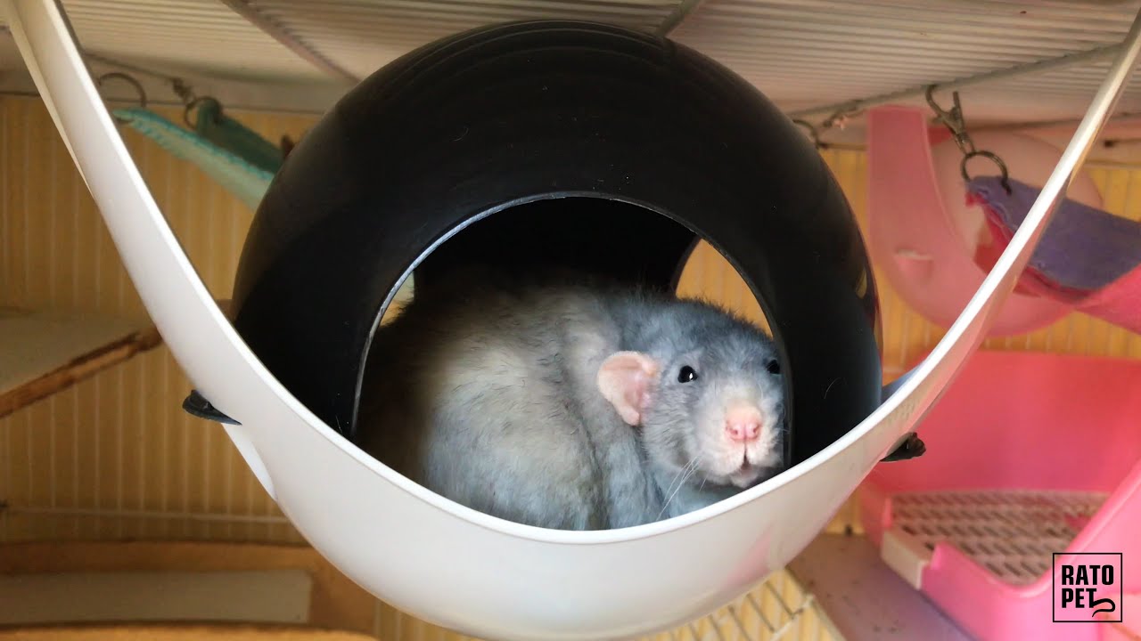 TOCA PARA RATOS - SAVIC SPUTNIK XL