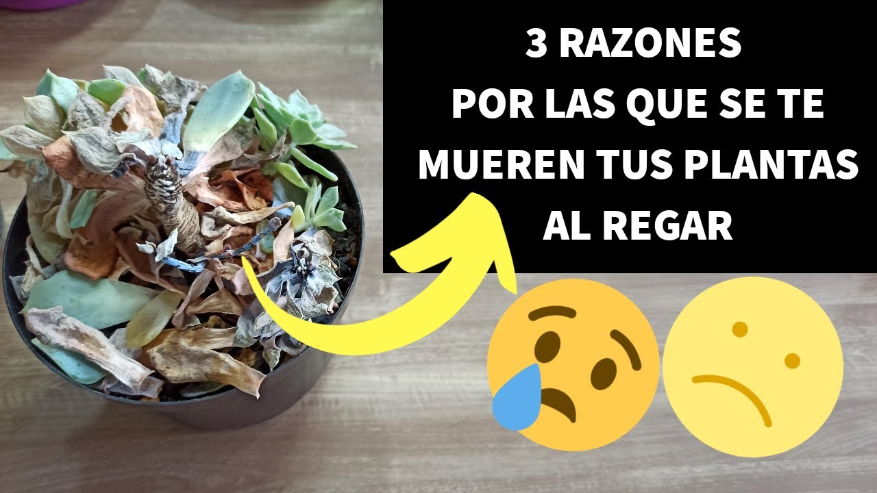 3 Razones por las que se TE MUEREN TUS PLANTAS al regarlas!