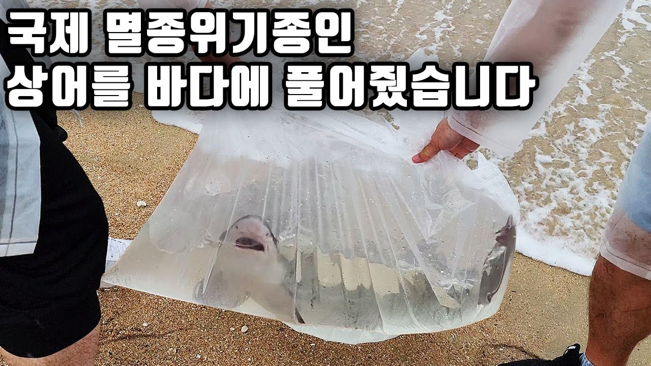 횟집에서 구입해 6개월 동안 키우던 상어가 건강해져서 바다로 보내 주었습니다. 상어야 잘가ㅠ