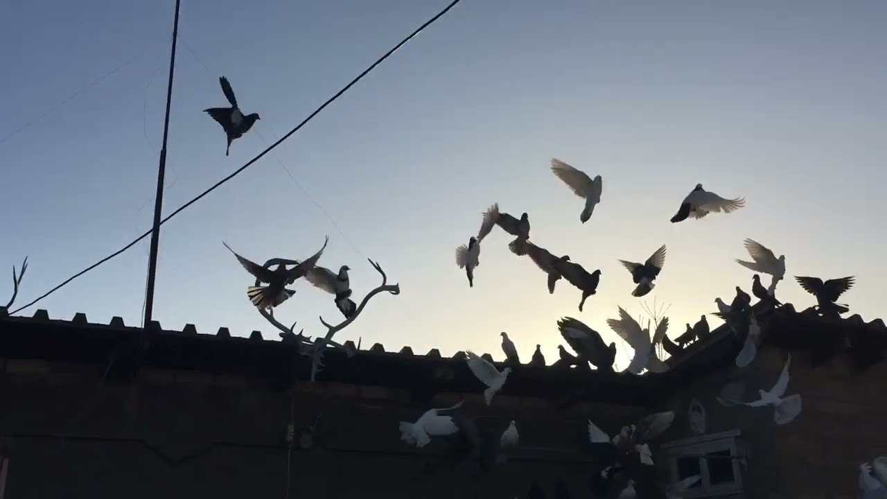 #Pigeons.Как кормить пискунов и про маст голубей. 