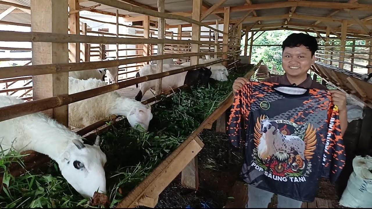 PAKET BREEDING JAJALON RIBEN PANDA DAN DARAAN KE CIPEUNDEUY SUBANG