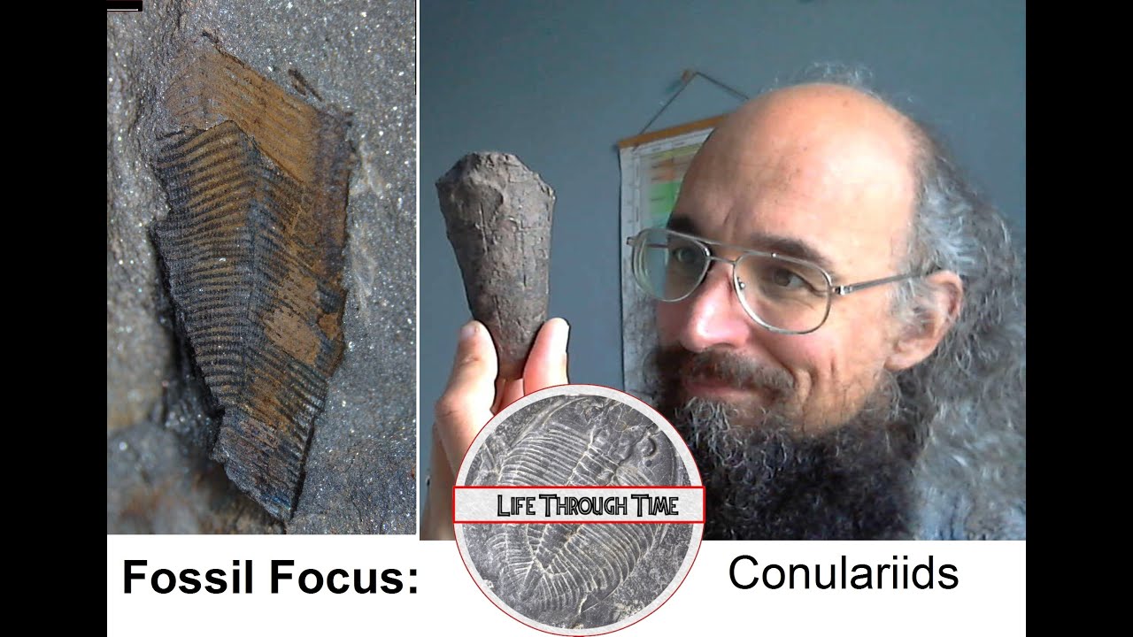 Fossil Focus: conulariids