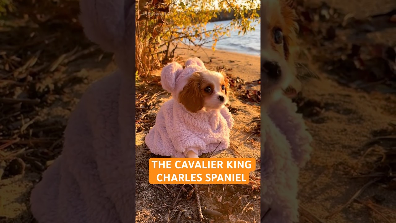 Cavalier King Charles Spaniel: The Cutest Therapist You’ll Ever Meet