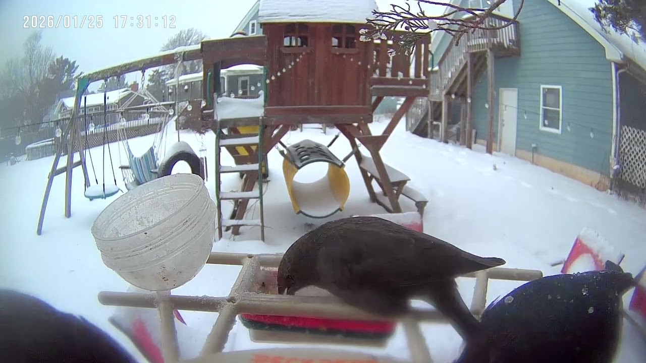 Bird quarrel  . Hungry birds at the bird feeder camera on this snowy day ##birdwatching #birdcamera 