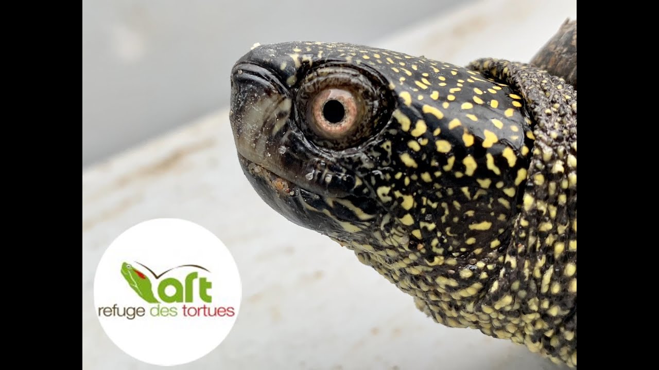 UNE CISTUDE D&rsquo;EUROPE RETROUVE SA LIBERT&Eacute;! Suivez-nous pour nos tortues de la biodiversit&eacute; !
