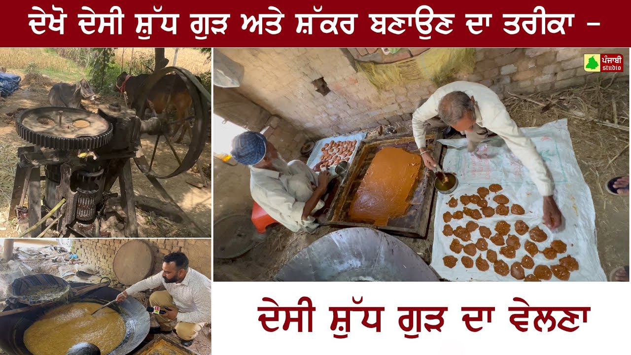 ਦੇਖੋ ਦੇਸੀ ਸ਼ੁੱਧ ਗੁੜ ਅਤੇ ਸ਼ੱਕਰ ਬਣਾਉਣ ਦਾ ਤਰੀਕਾ - ਦੇਸੀ ਗੁੜ ਦਾ ਵੇਲਣਾ - ਪੰਜਾਬੀ ਵਿਰਸਾ