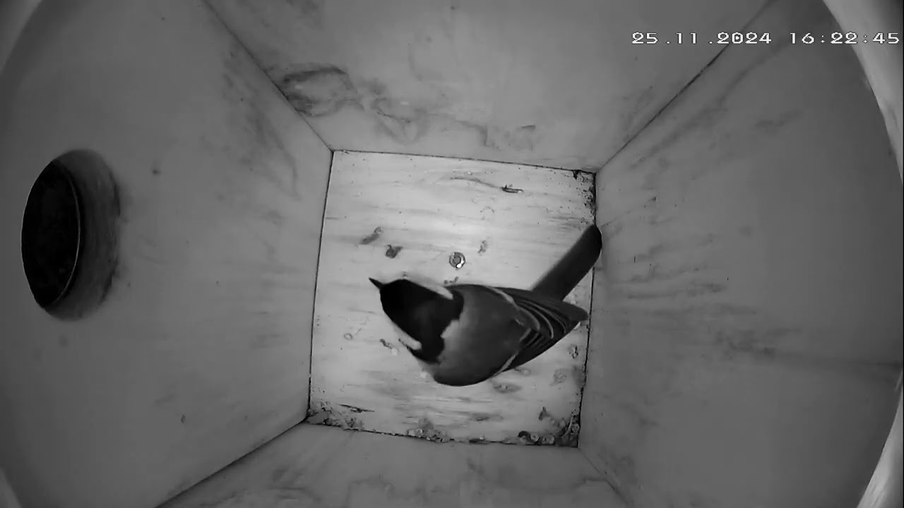 Kohlmeisenkasten - Great tit Nesting Box - 25.11.24 - 01.12.24