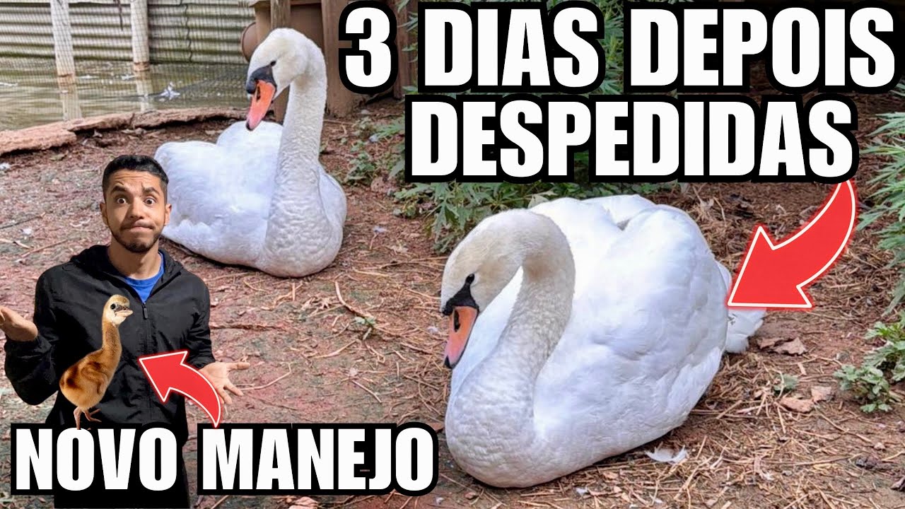3 dias depois na criação muita coisa aconteceu Obras, Manejo e Despedidas | Aves Recriar 