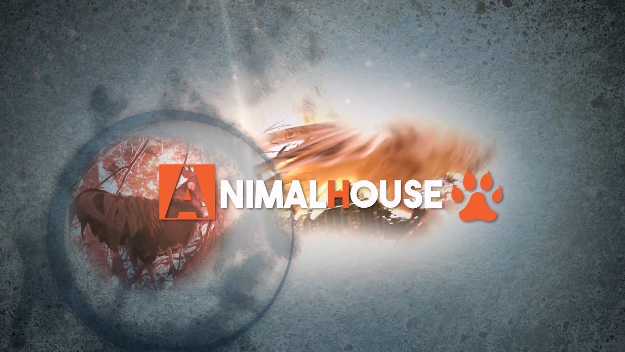 ANIMAL HOUSE - PASTORE MAREMMANO ABRUZZESE 18-03-2023