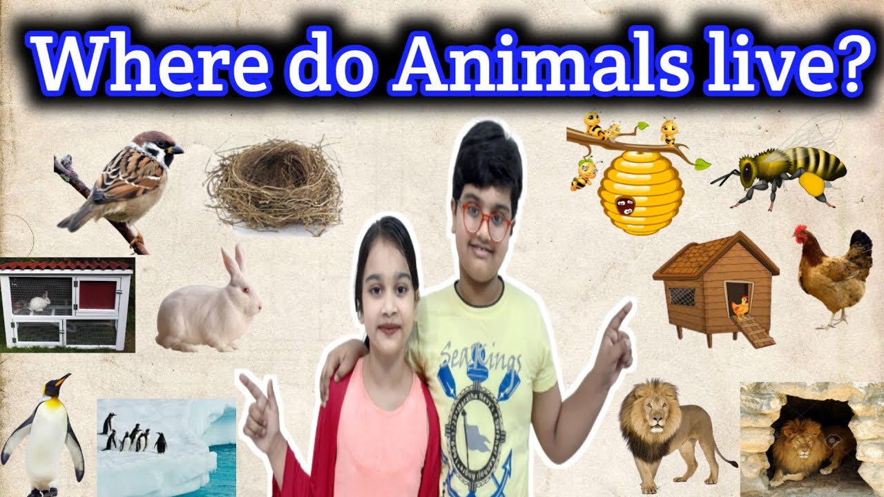 Where do Animals live?||Animals Habitat ||Animals Home||Educational video for kids