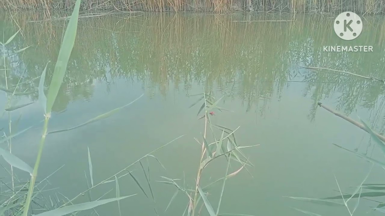 صيد السمك بل شص 🐟