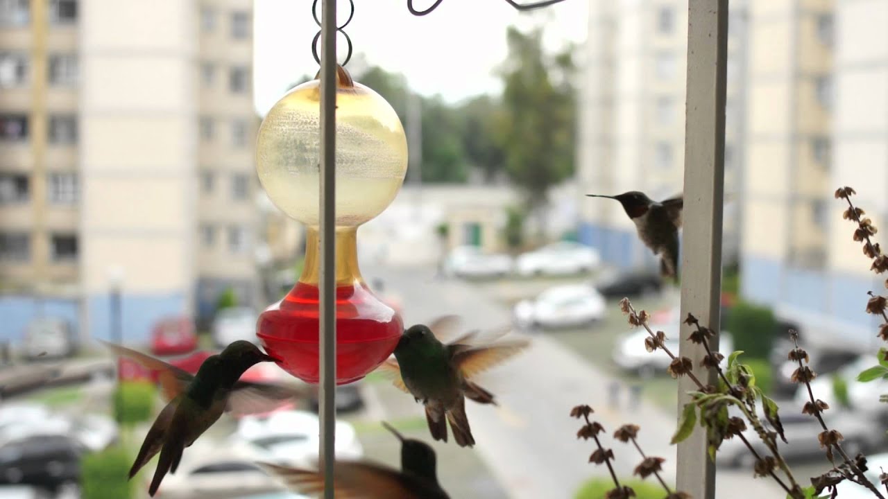 Mil colibr&iacute;es afuera de la ventana