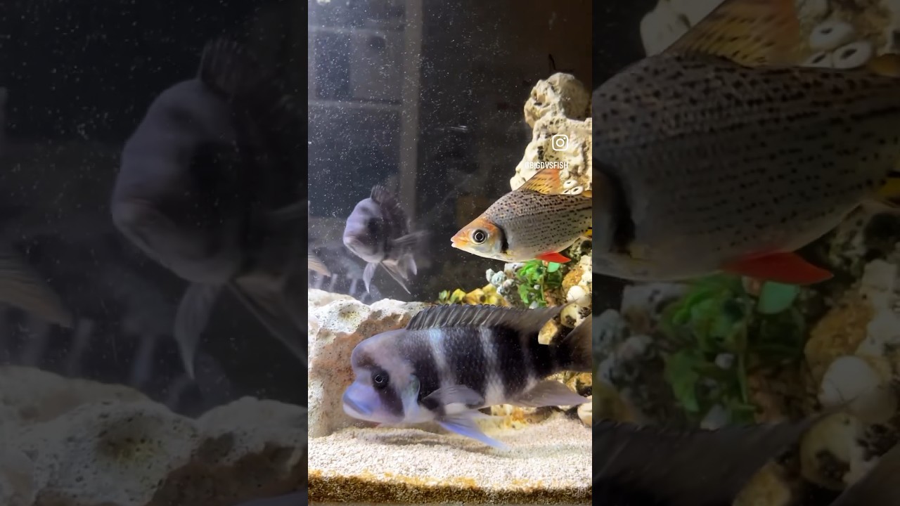 Would this be a perfect frontosa land? #bigdvsfish #frontosa #africancichlid #flagtail #frontosatank