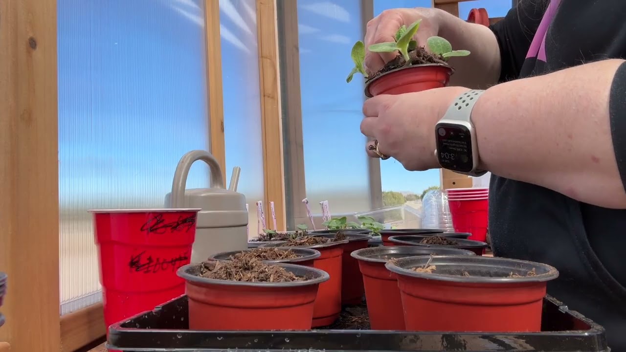 Let’s Pot Up And Transplant Some Seedlings 