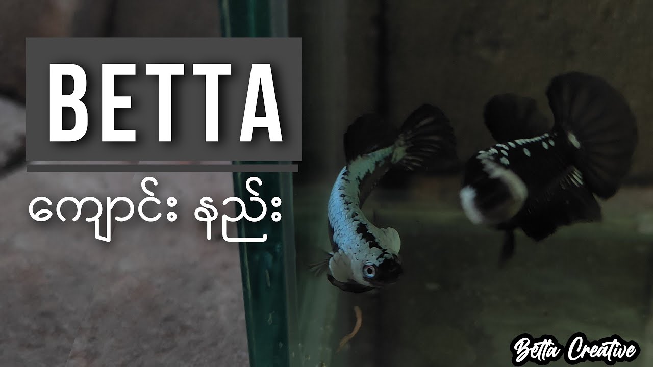 How to Grooming Betta ( Betta ကျောင်းနည်း )