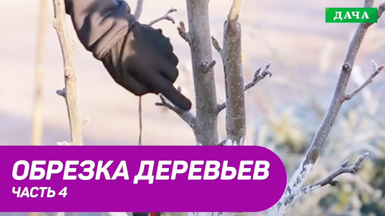 Правила и техника обрезки плодовых деревьев. Часть 4.