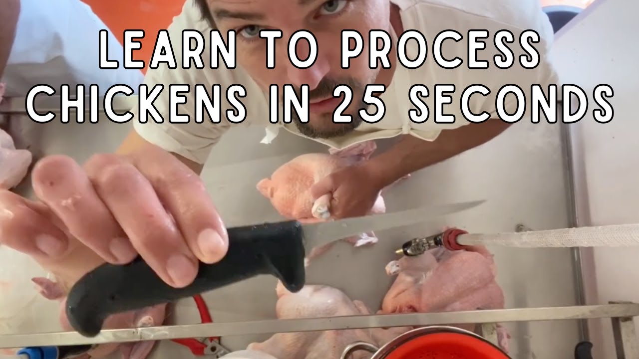 Chicken Evisceration Tutorial (25 seconds per bird) #chicken #butchering #regenerativeagriculture