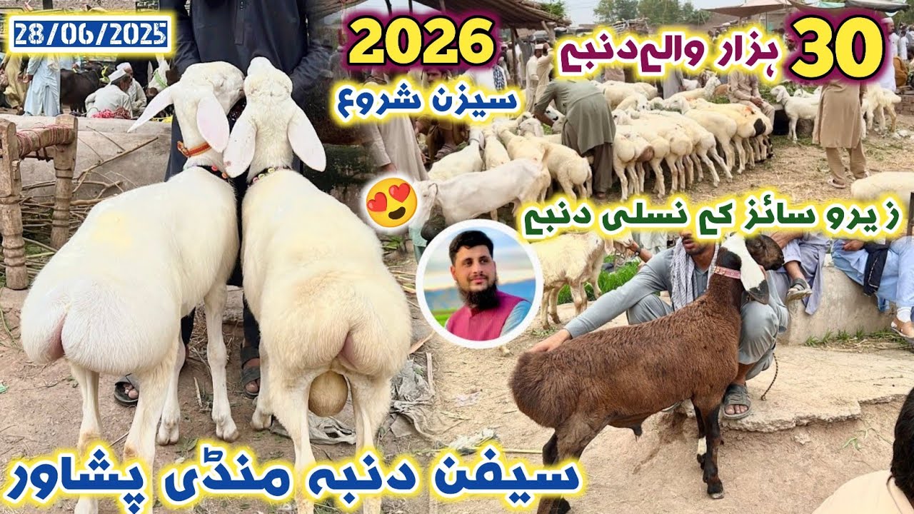 Dumba Mandi Peshawar Zero Size Turkey Balkhi Sheep 28/06/2025 Updates| Saifan Mandi Izhar Ali Shah