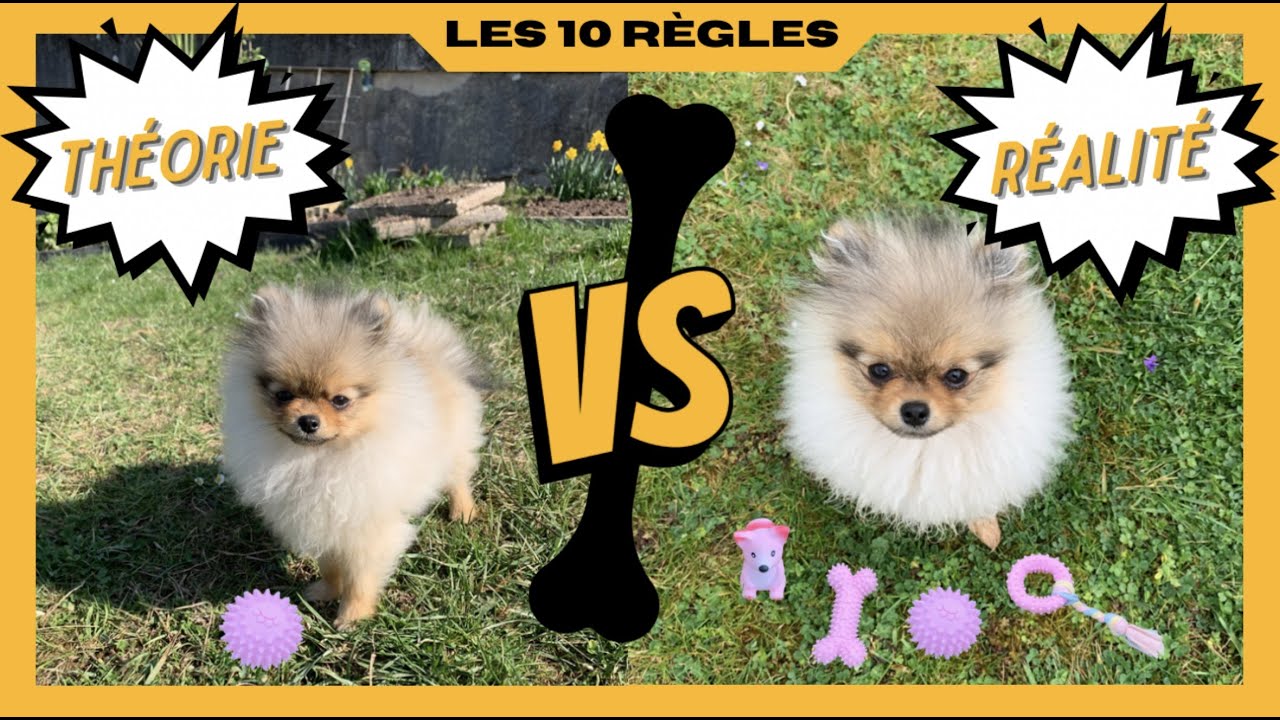 🐶 TOP 10 des RÈGLES à mettre en place à l'ARRIVÉE de ton chiot 🐾 : ✦ 100% #POMERANIAN