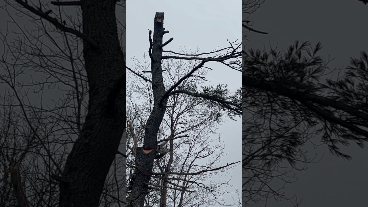 Arborsmith Tree Care-White Pine Removal (Waverly,N.S)