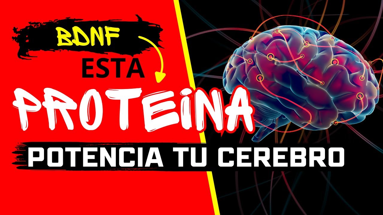 Factor Neurotr&oacute;fico Derivado del Cerebro | BDNF