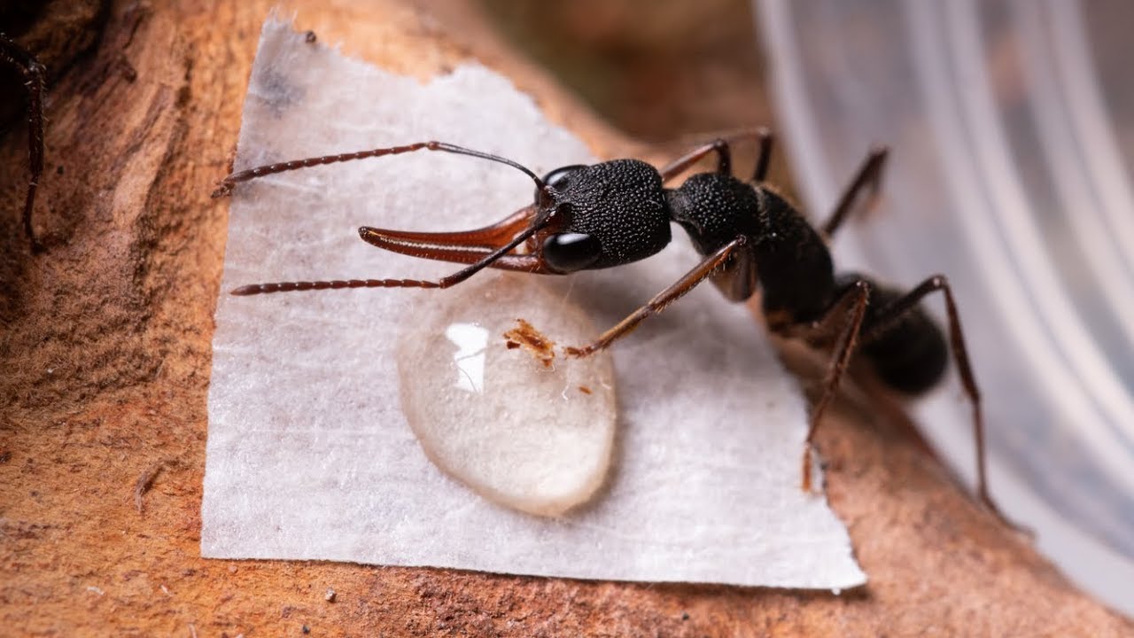 JADOWITE mrówki Harpegnathos venator z Chin, oraz  DREWNIANE GNIAZDA!